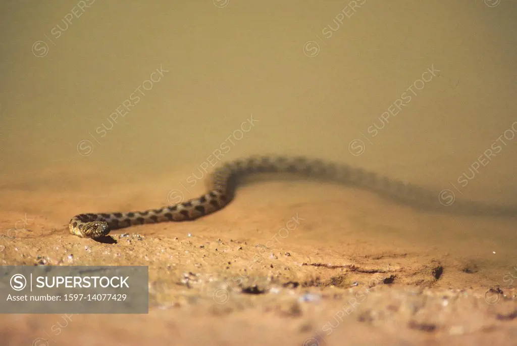 Vipernatter, Natrix maura, Colubridae, Natter, Schlange, Reptil, Tier, Andalusien, Spanien