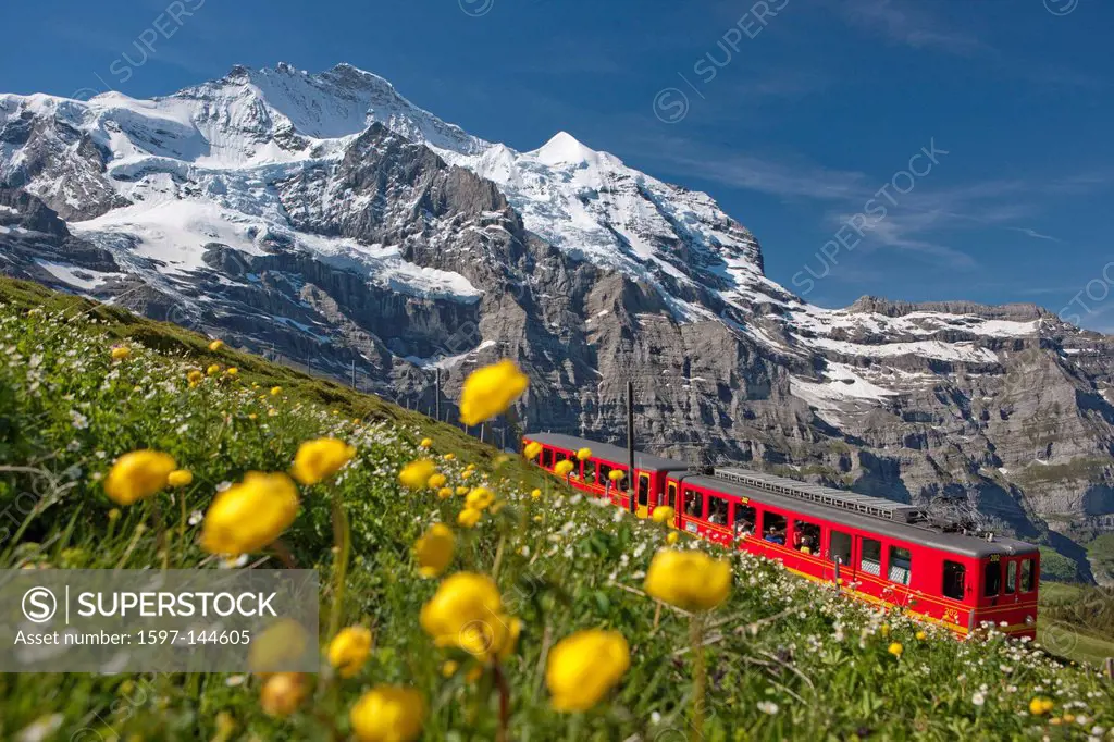 Mountain, mountains, mountain railway, canton Bern, Bernese Alps, Switzerland, Europe, Bernese Oberland, Jungfrau, Alps, flower, flowers, Jungfrau rai...
