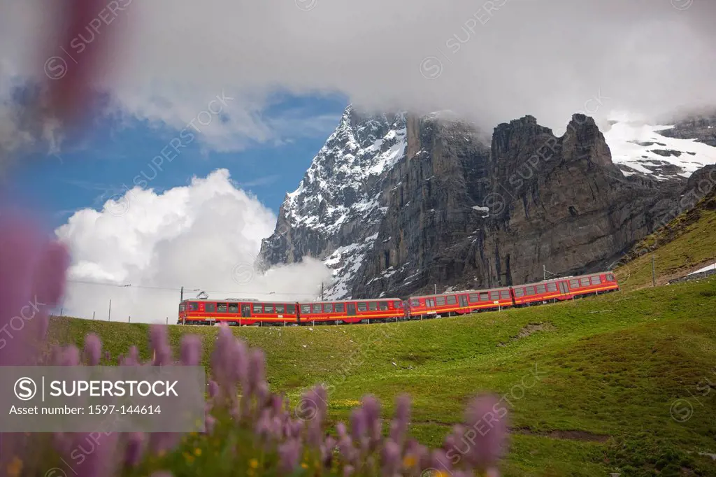 Mountain, mountains, mountain railway, canton Bern, Bernese Alps, Switzerland, Europe, Bernese Oberland, Eiger, case ground, Alps, flower, flowers, Ju...