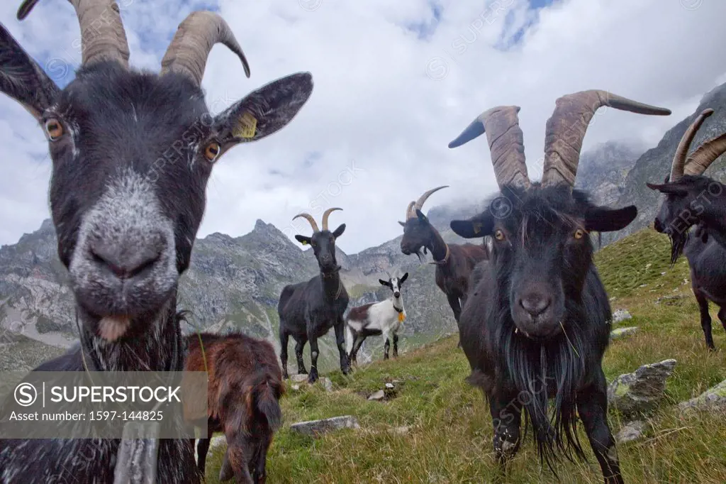 Canton, Ticino, Switzerland, Europe, Tessin, southern Switzerland, mountain, mountains, agriculture, animals, animal, nanny goat, Val Malvaglia, nanny...
