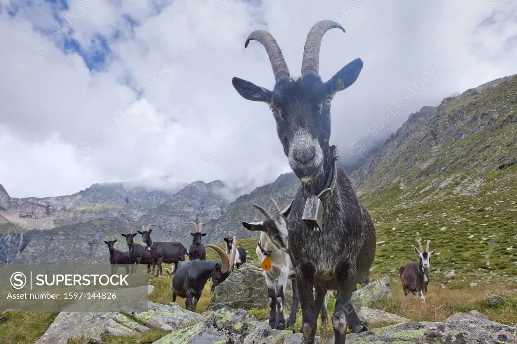 Canton, Ticino, Switzerland, Europe, Tessin, southern Switzerland, mountain, mountains, agriculture, animals, animal, nanny goat, Val Malvaglia, nanny...