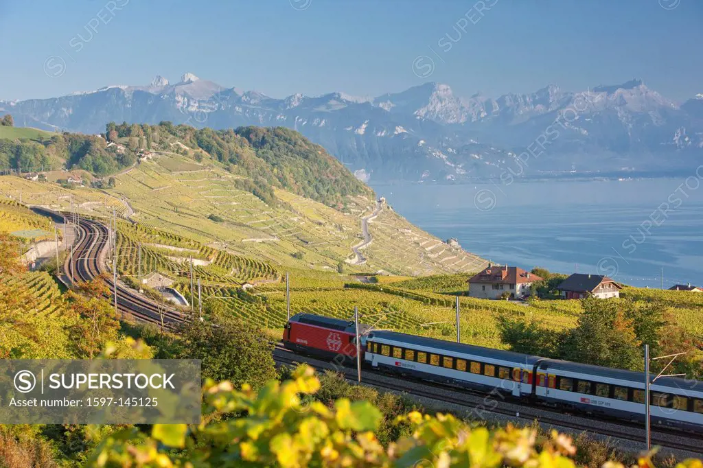 Lake, canton, Vaud, Waadt, Switzerland, Europe, Western Switzerland, Lake Geneva, agriculture, wine, shoots, vineyard, wine cultivation, Lavaux, Leman...