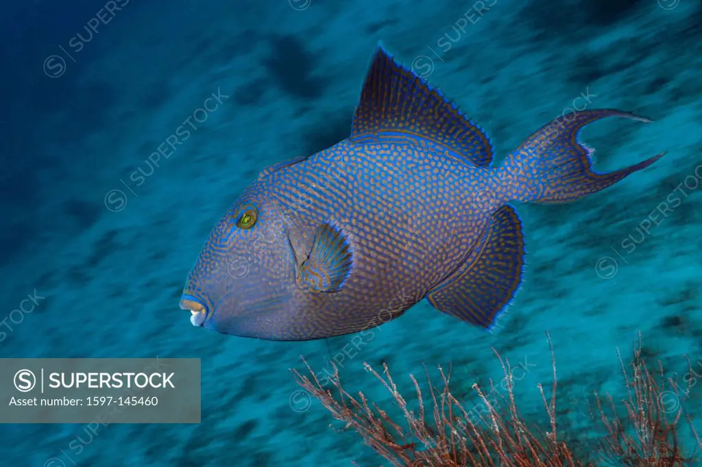 Blue Triggerfish, Pseudobalistes fuscus, Namena, Marine, Reserve, Fiji, Triggerfish, Triggerfishes, Balistidae, Fish, Fishes, Trigger, Tetraodontiform...