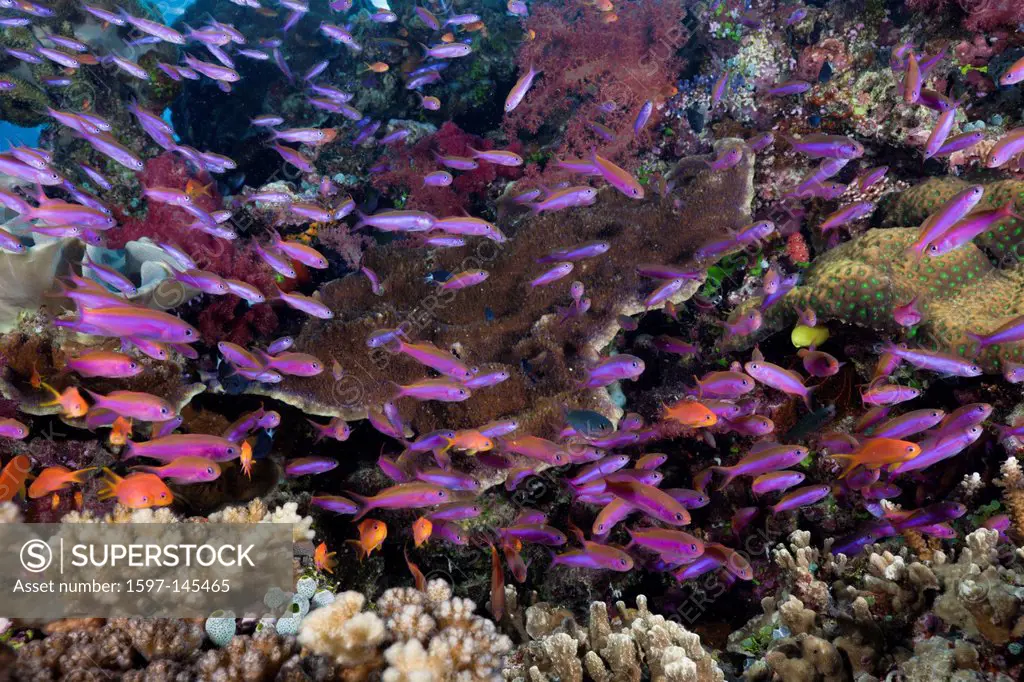 Slender Basslets, Coral Reef, Luzonichthys whitleyi, Makogai, Lomaviti, Fiji, Branching corals, Branching Coral, Scleractinia, Acropora, Acroporiddae,...
