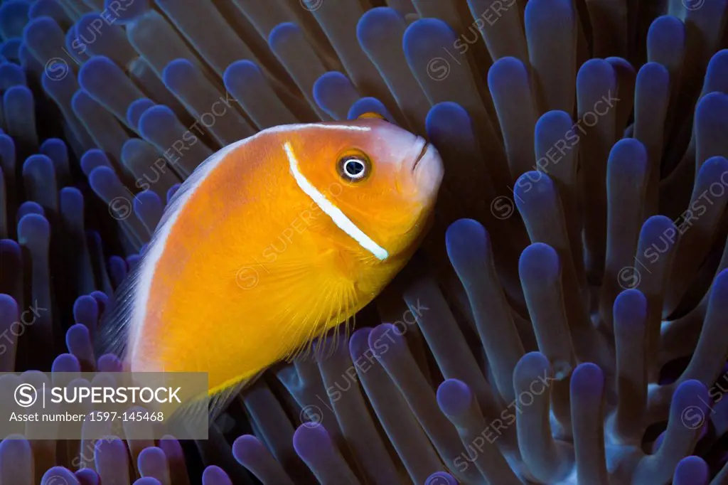 Pink Anemone fish, Amphiprion perideraion, Gau, Lomaiviti, Fiji, Clownfish, Clown fish, Anemone fish, Anemonefishes, Fish, fishes, Perciformes, Amphip...
