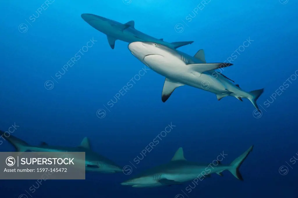 Group, Grey Reef Sharks, Carcharhinus amblyrhynchos, Nagali, Fiji, Gray Reef Shark, Grey Reef Sharks, Chondrichthyes, Carcharhiniformes, Carcharhinida...