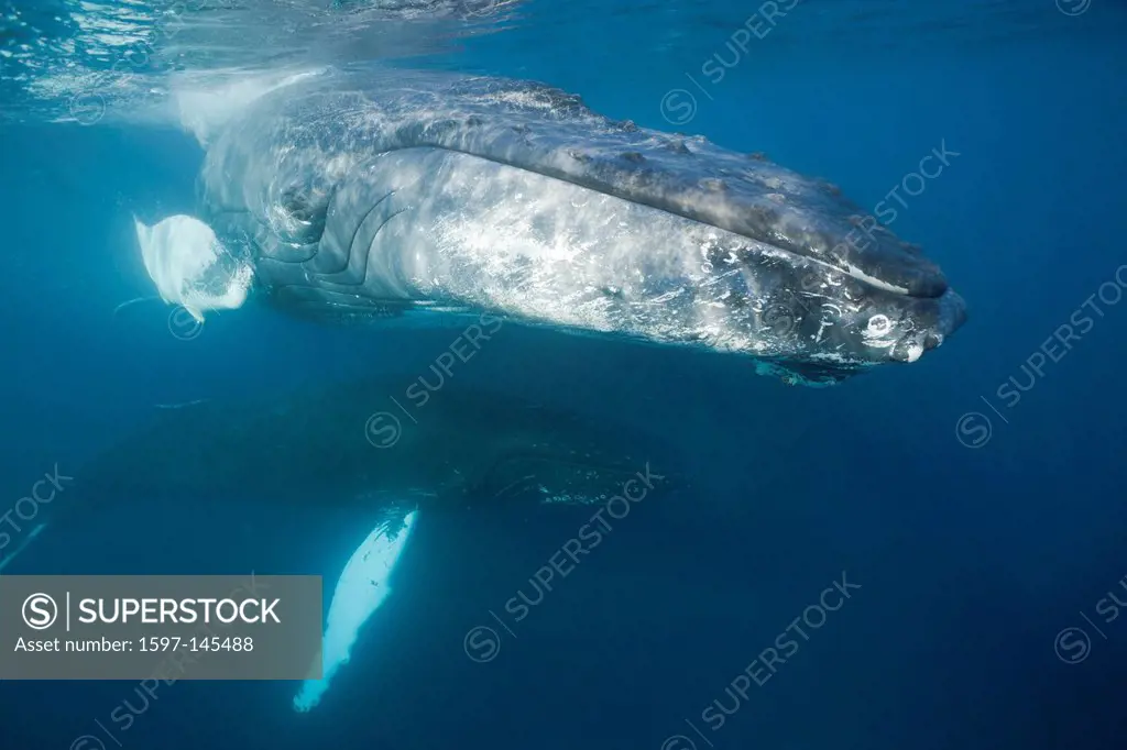 Humpback Whale, Megaptera novaeangliae, Silver Bank, Atlantic Ocean, Dominican Republic, Humpback Whale, Whale, Whales, Balaenopteridae, Mysticeti, Ce...