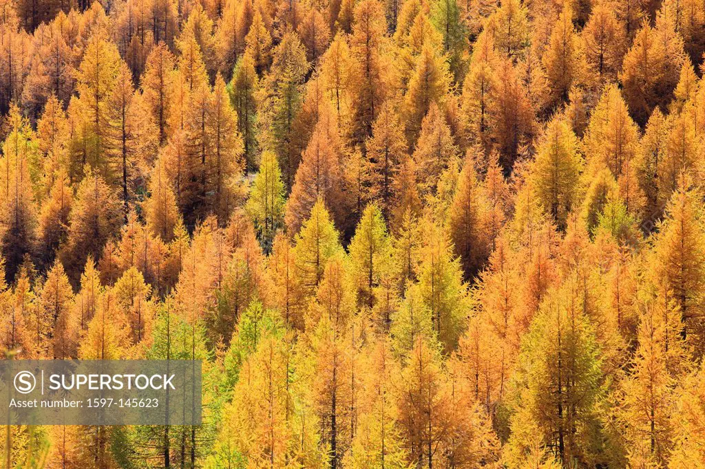 Detail, trunk, trunks, Larix decidua mill, larch, larches, larches wood, forest, larch wood, conifer, trunk, tribe, brown, golden brown, autumn, Valai...