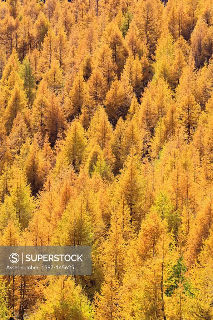 Detail, trunk, trunks, Larix decidua mill, larch, larches, larches wood, forest, larch wood, conifer, trunk, tribe, brown, golden brown, autumn, Valai...