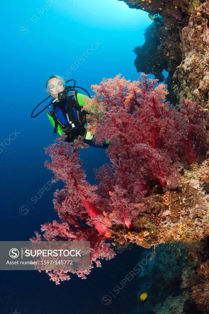 Scuba Diver, red Soft Corals, Dendronephthya sp., Wakaya, Lomaiviti, Fiji, Soft corals, Soft coral, Soft Corals, Coral, corals, Reef, Reefs, Coral ree...