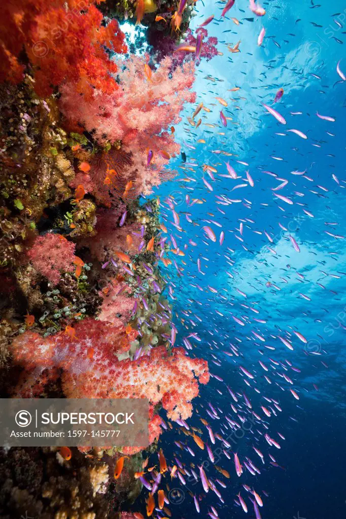 Colourful, Coral Reef, Makogai, Lomaviti, Fiji, Soft corals, Soft coral, Soft Corals, Coral, corals, Reef, Reefs, Coral reef, Coral reefs, coral reef,...