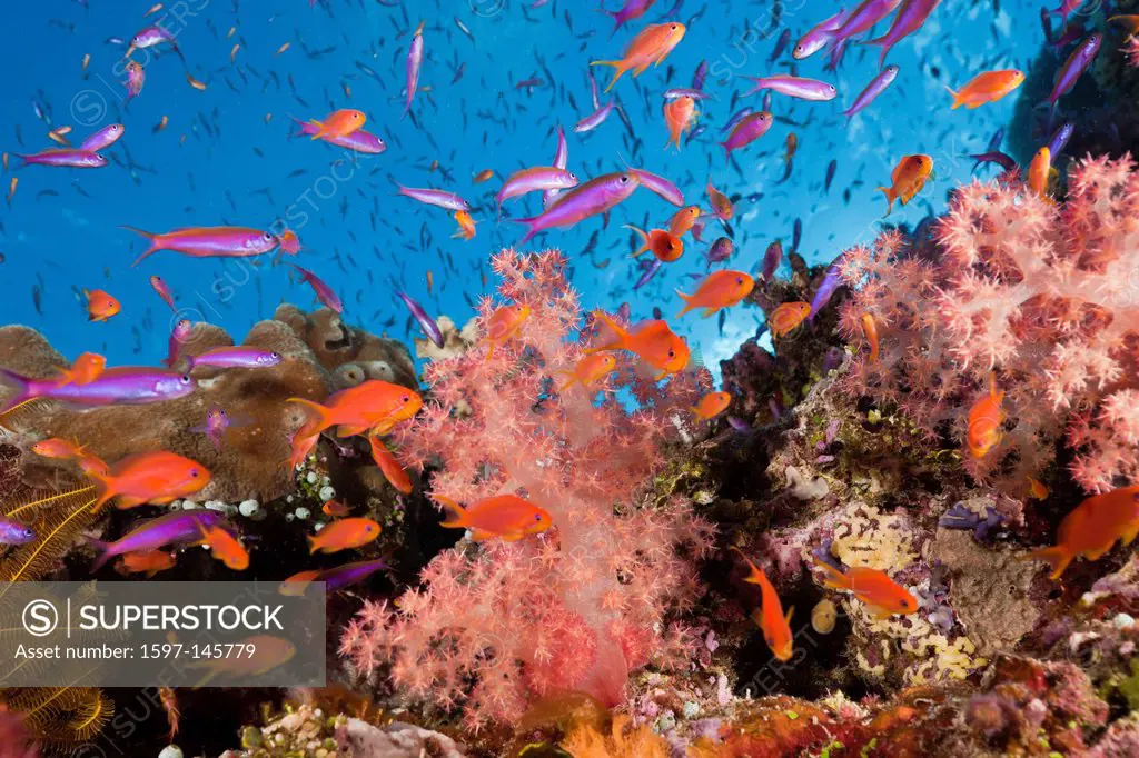 Anthias, Coral Reef, Luzonichthys whitleyi, Pseudanthias squamipinnis, Makogai, Lomaviti, Fiji, Soft corals, Soft coral, Soft Corals, Coral, corals, R...