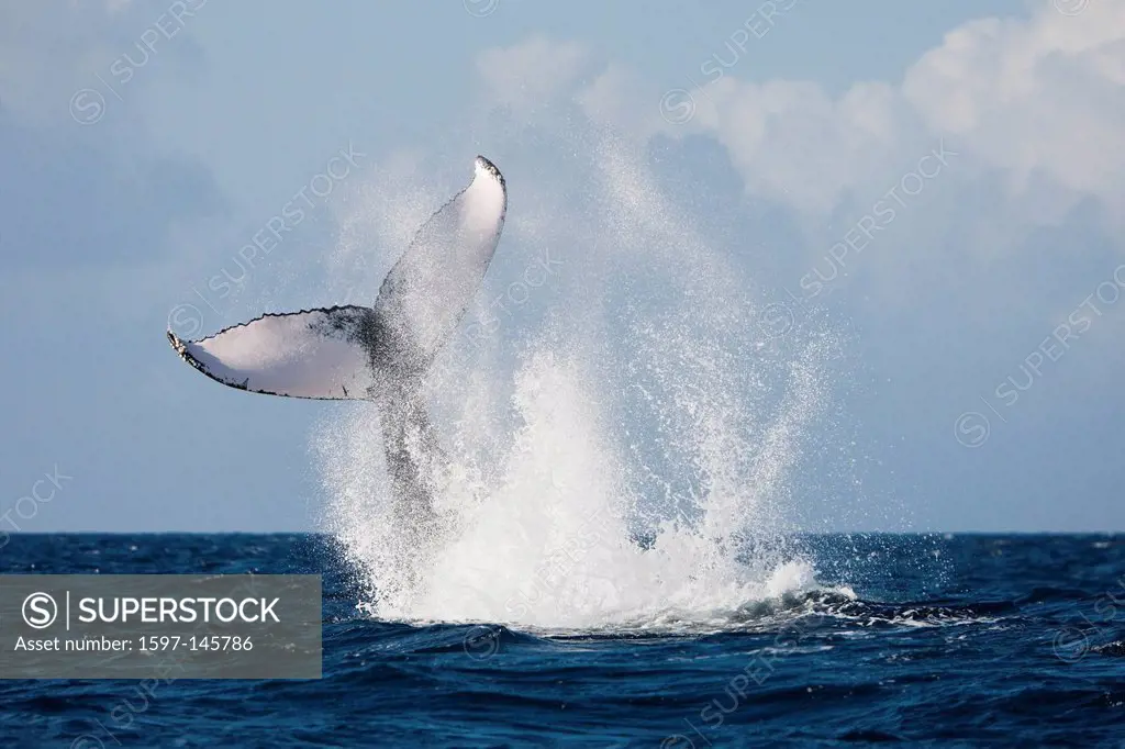 Tail Fin, Humpback Whale, Megaptera novaeangliae, Samana Peninsula, Dominican Republic, Humpback Whale, Whale, Whales, Balaenopteridae, Mysticeti, Cet...