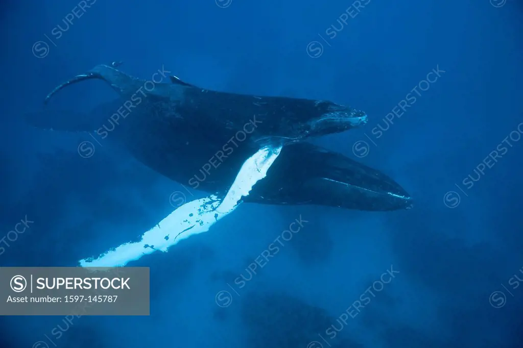 Humpback Whale, Mother, Calf, Megaptera novaeangliae, Samana Peninsula, Dominican Republic, Humpback Whale, Whale, Whales, Balaenopteridae, Mysticeti,...