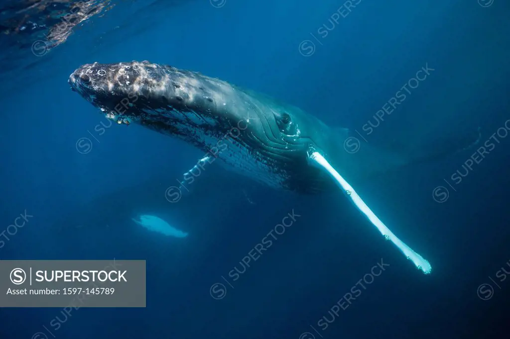 Humpback Whale, Megaptera novaeangliae, Samana Peninsula, Dominican Republic, Humpback Whale, Whale, Whales, Balaenopteridae, Mysticeti, Cetacea, Euth...