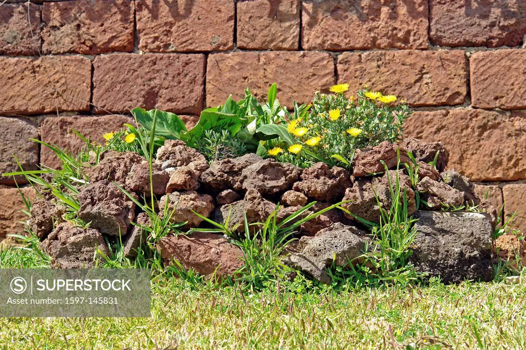 Europe, Portugal, Madeira, Funchal, lava rock, yellow flowers, grass, flowers, detail, decorations, plants, wall, stone, still life