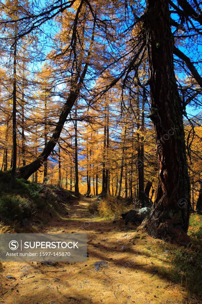 Mountain way, footpath, autumn, colors, larch, larches, larch wood, Lötschental, sunshine, valley, forest way, Valais, Switzerland, Europe, footpath, ...