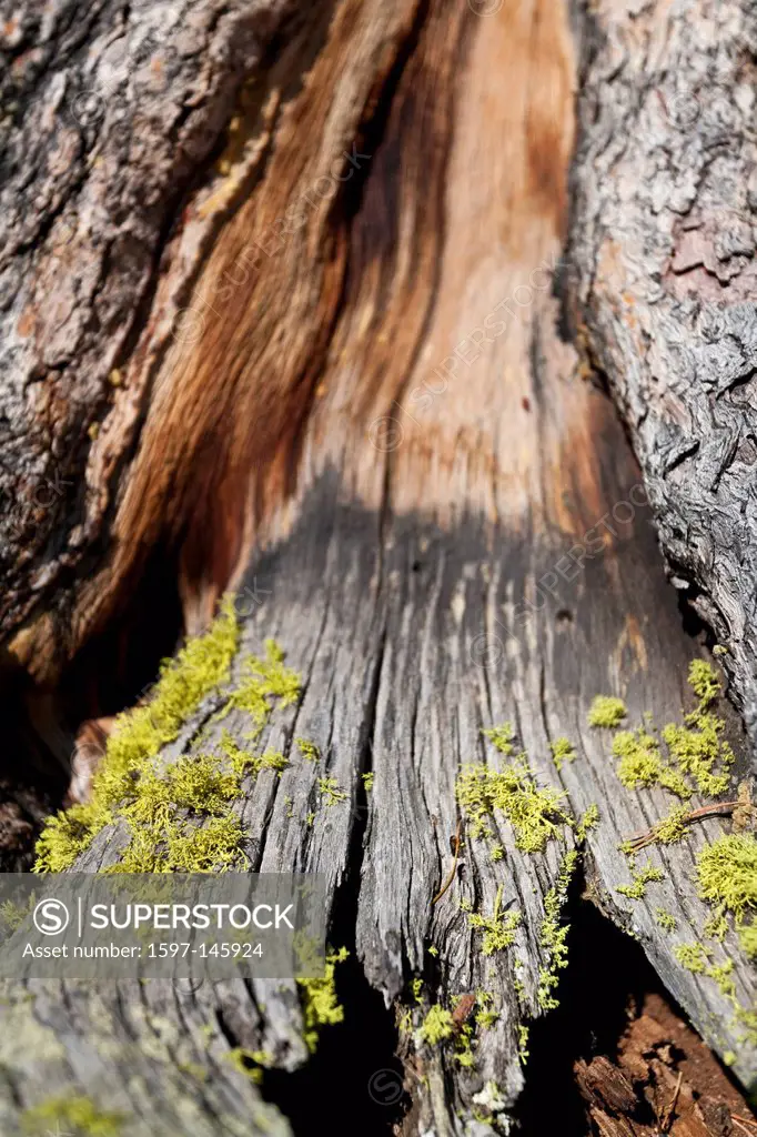 pine, tree, roots, blue, sky, rock, cliff, tree roots, grow, stone, ground, Alp, wooden, grain, Austria,