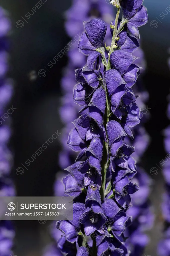 Aconite Monk´s_hood, Aconitum compactum, Ranunculaceae, Alpine flower, plant, flowering, Untervaz, Canton, Grisons, Switzerland