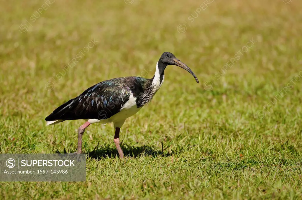 Straw_Necked Ibis, Threskiornis spinicollis, Threskiornithidae, Ibis, bird, animal, Northern Territory, Australia