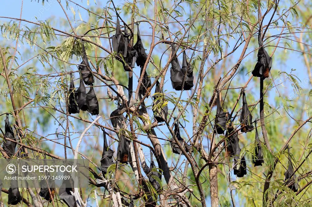 Black Flying_Fox, Pteropus alecto, Pteropodidae, bat, animal, mammal, Nitmiluk National Park, Northern Territory, Australia