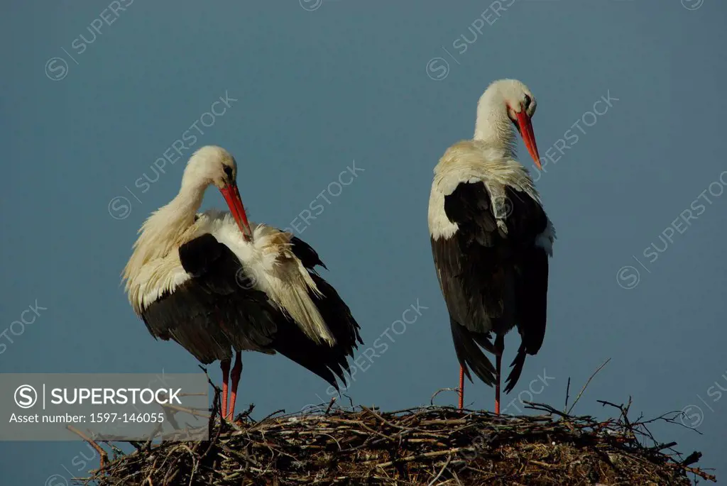 Austria, Burgenland, avian, wading birds, ciconiiformes, storks, white stork, ciconia ciconia, nest