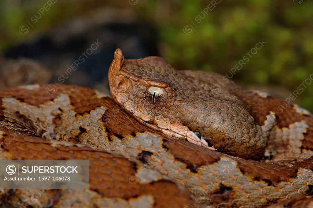 viper, vipers, adder, adders, nose_horned viper, Vipera ammodytes meridionalis, snake, snakes, reptile, reptiles, portrait, protected, endangered, Gre...