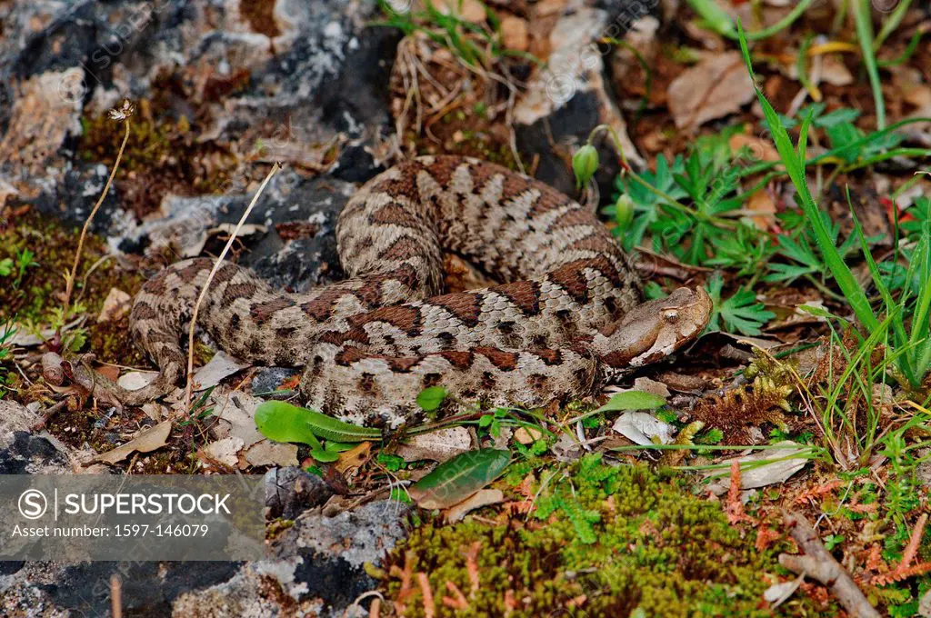 viper, vipers, adder, adders, nose_horned viper, Vipera ammodytes meridionalis, snake, snakes, reptile, reptiles, general view, protected, endangered,...