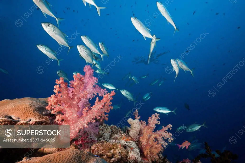 Shoal, Bigeye Trevally, Coral Reef, Caranx sexfasciatus, Namena, Marine, Reserve, Fiji, Soft corals, Soft coral, Soft Corals, Coral, corals, Reef, Ree...