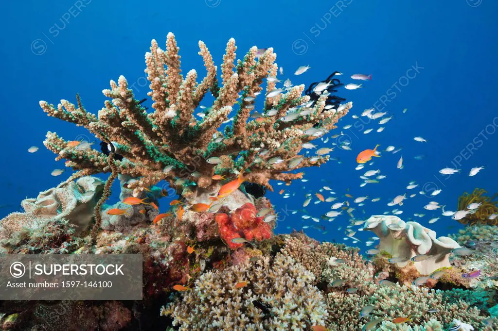 Coral Reef, Gau, Lomaiviti, Fiji, Branching corals, Branching Coral, Scleractinia, Acropora, Acroporiddae, Stoney corals, Stone Corals, Staghorn Coral...
