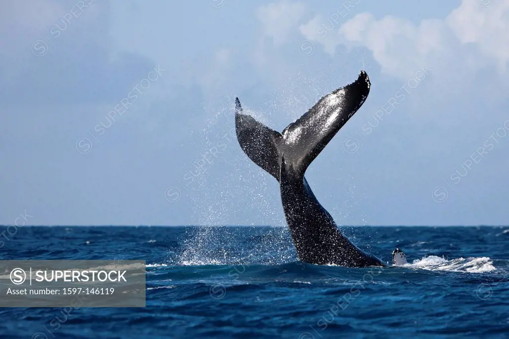 Fluke, Humpback Whale, Megaptera novaeangliae, Silver Bank, Atlantic Ocean, Dominican Republic, Humpback Whale, Whale, Whales, Balaenopteridae, Mystic...