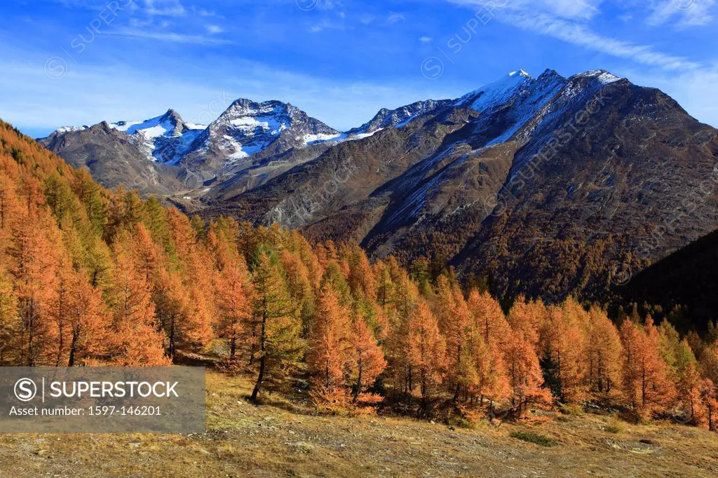 autumn, colors, larch, larches, larch wood, Saas Fee, valley of Saas, sunshine, valley, Valais, Switzerland, Europe, sunny