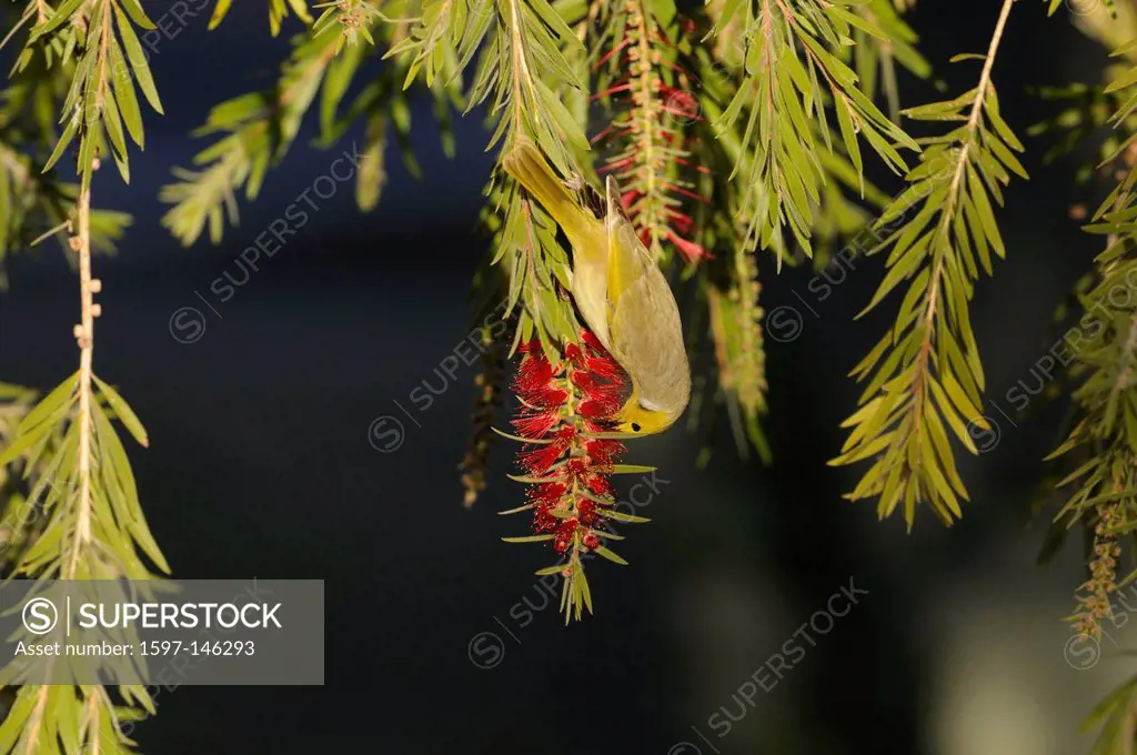 White_plumed Honeyeater, Lichenostomus penicillatus, Meliphagidae, bird, animal, bottlebrush, Alice Springs, Northern Territory, Australia