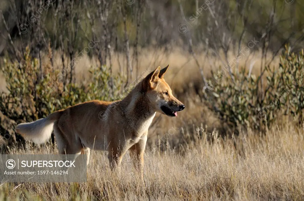 Dingo, Australien Wild Dog, Canis lupus dingo, Canidae, dog, Western MacDonnels, Northern Territory, Australia