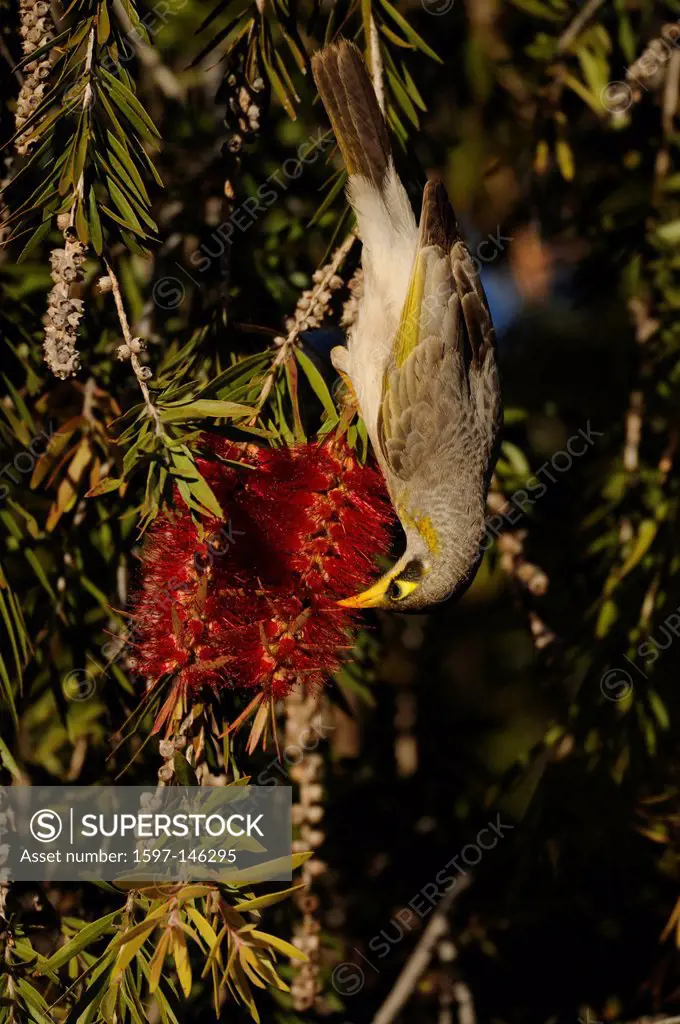 Yellow_throated Miner, Manorina flavigula, Meliphagidae, bird, animal, bottlebrush, Alice Springs, Northern Territoty, Australia
