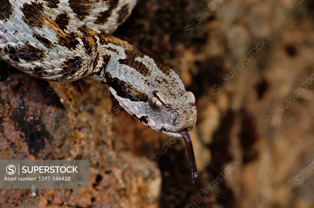 Viper, vipers, adder, adders, mountain adder, Wagner´s mountain adder, Montivipera wagneri, snake, snakes, reptile, reptiles, portrait, protected, end...