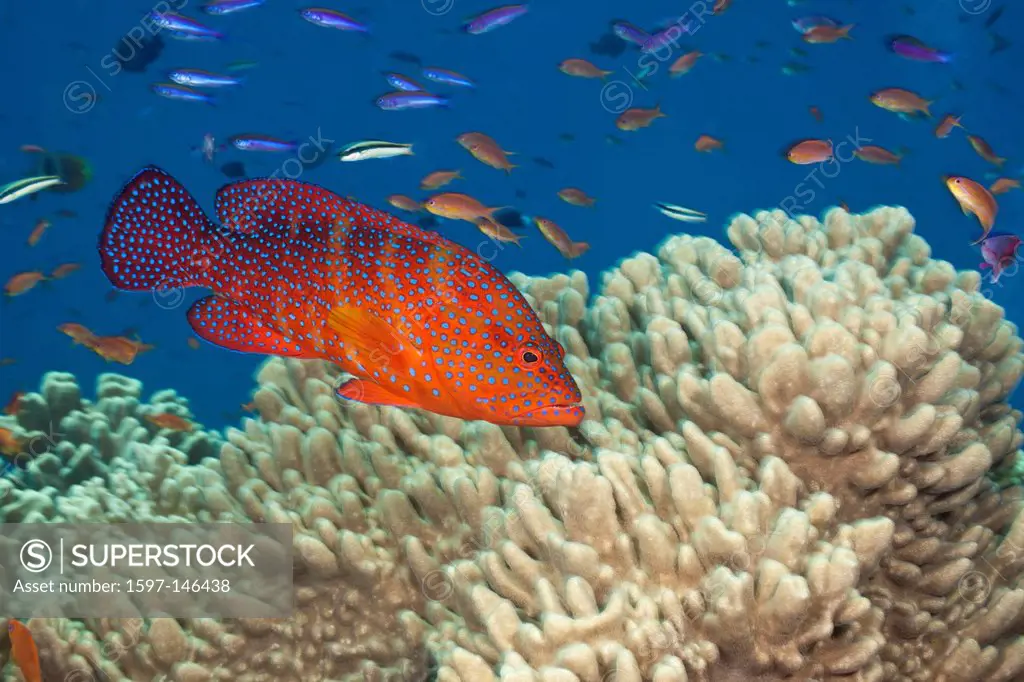Coral Grouper, Cephalopholis miniata, Namena, Marine, Reserve, Fiji, Grouper, Groupers, Epinephelinae, Serranidae, Perciformes, Predator, Fish, Fishes...