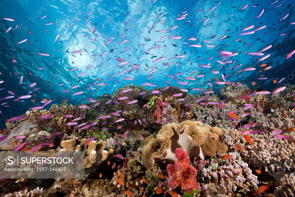 Anthias, Coral Reef, Luzonichthys whitleyi, Pseudanthias squamipinnis, Makogai, Lomaviti, Fiji, Coral, corals, Reef, Reefs, Coral reef, Coral reefs, c...
