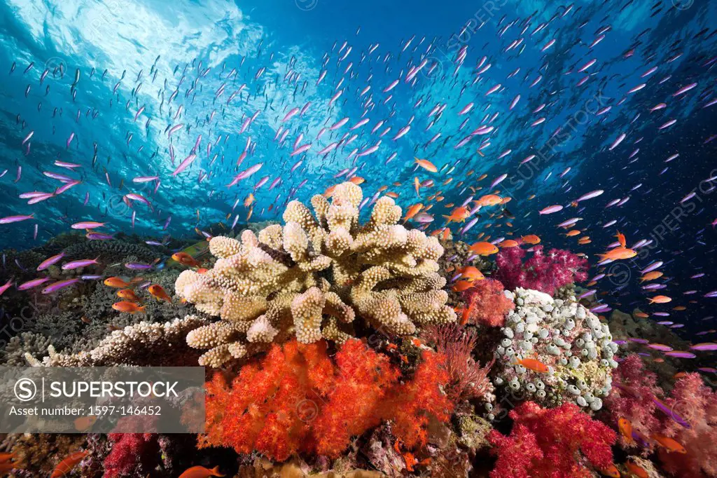 Colourful, Coral Reef, Namena, Marine, Reserve, Fiji, Soft corals, Soft coral, Soft Corals, Coral, corals, Reef, Reefs, Coral reef, Coral reefs, coral...