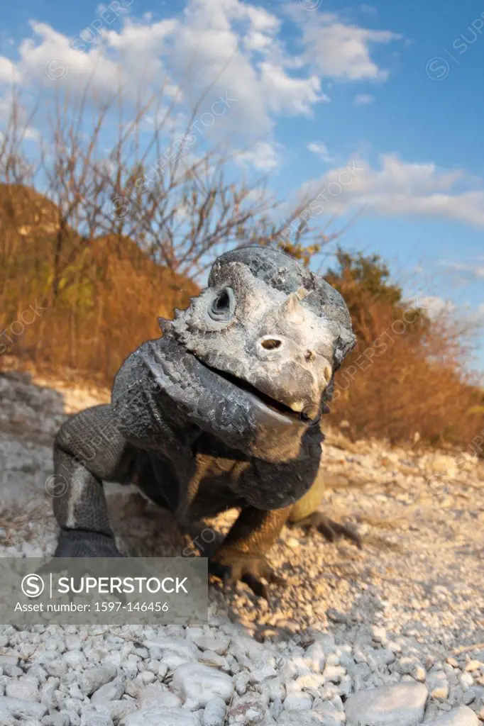 Rhinoceros Iguana, Cyclura cornuta, Isla Cabritos, National Park, Lago Enriquillo, Dominican Republic, Rhinoceros, Iguana, Iguanas, Rock Iguana, Cyclu...