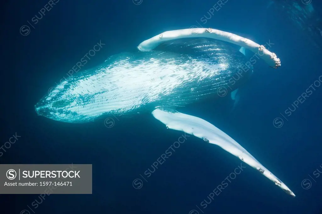 Humpback Whale, Megaptera novaeangliae, Silver Bank, Atlantic Ocean, Dominican Republic, Humpback Whale, Whale, Whales, Balaenopteridae, Mysticeti, Ce...