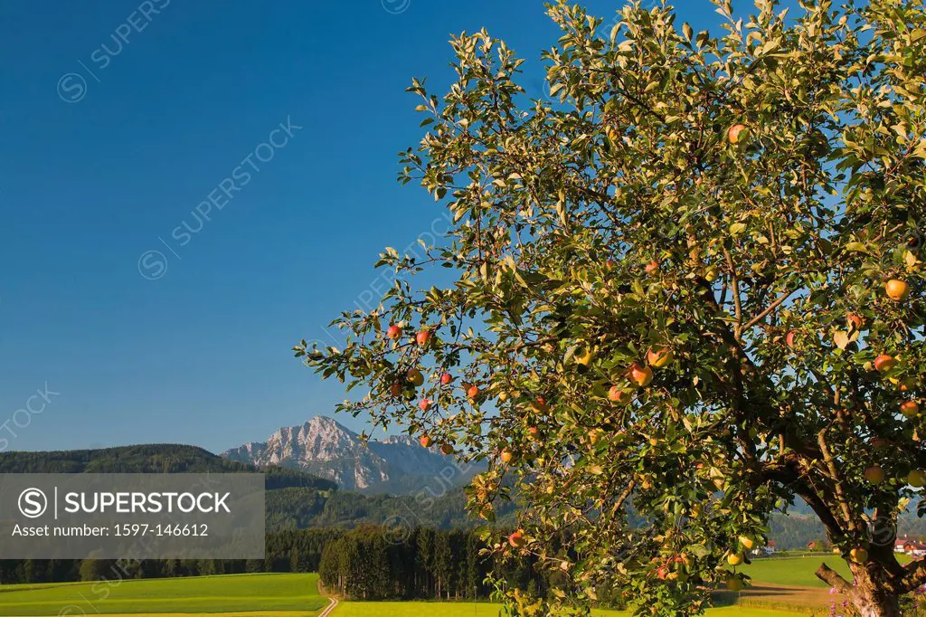 Europe, Germany, Bavaria, Upper Bavaria, Berchtesgaden country, season, meadow, agriculture, fruit, fruit_tree, apple, apple tree, apple trees, trees,...