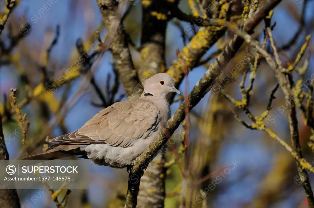 Eurasian Collared Dove, Streptopelia decaocto, Columbidae, dove, animal, bird, Champagne, France