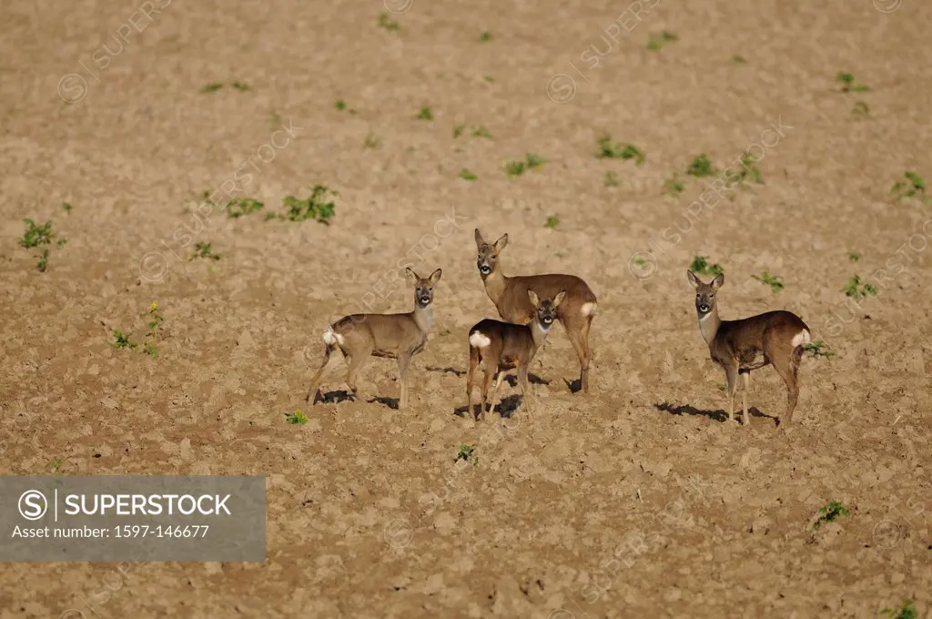 Roe deer, Capreolus caprolus, doe, animal, mammal, flock, field, Champagne, France