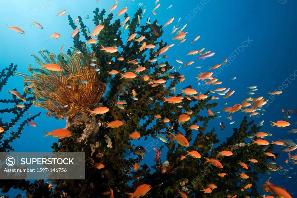 Lyretail Anthias, Coral Reef, Pseudanthias squamipinnis, Namena, Marine, Reserve, Fiji, Cup Coral, Cave Coral, Tube Coral, Madreporaria, Tubastrea, St...