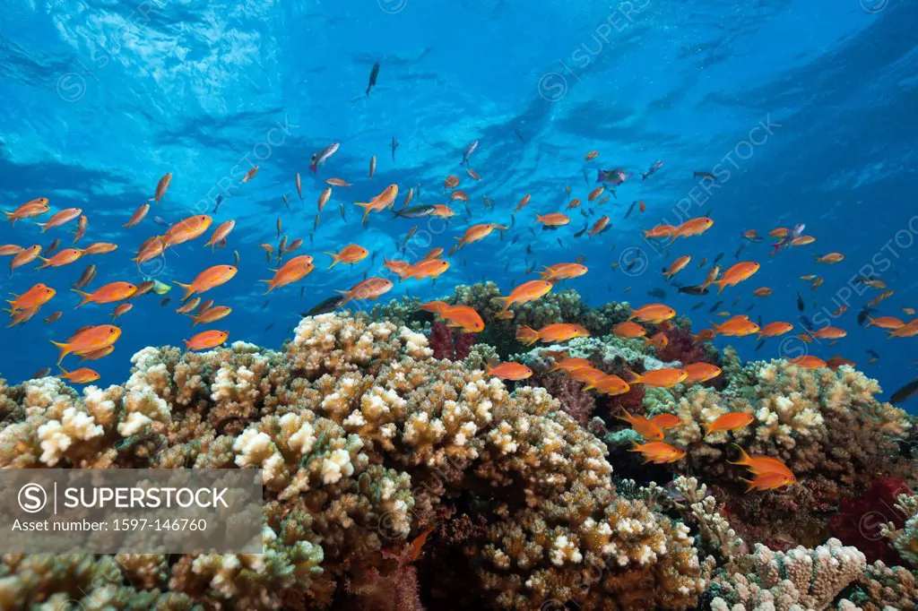 Lyretail Anthias, Coral Reef, Pseudanthias squamipinnis, Gau, Lomaiviti, Fiji, Branching corals, Branching Coral, Scleractinia, Acropora, Acroporiddae...