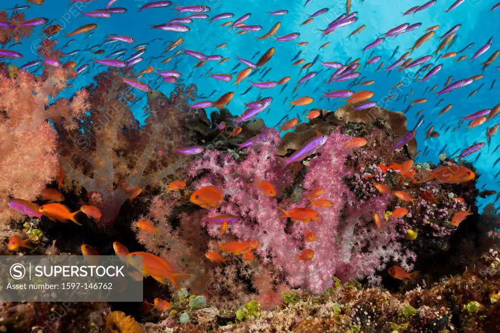 Colourful, Coral Reef, Namena, Marine, Reserve, Fiji, Soft corals, Soft coral, Soft Corals, Coral, corals, Reef, Reefs, Coral reef, Coral reefs, coral...
