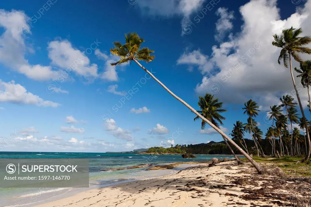 Playa, Rincon Beach, near Las Galeras, Samana Peninsula, Dominican Republic, Island, Islands, Beach, Sand, Palm, Palms, Tree, palmy, palm_lined, Sun, ...