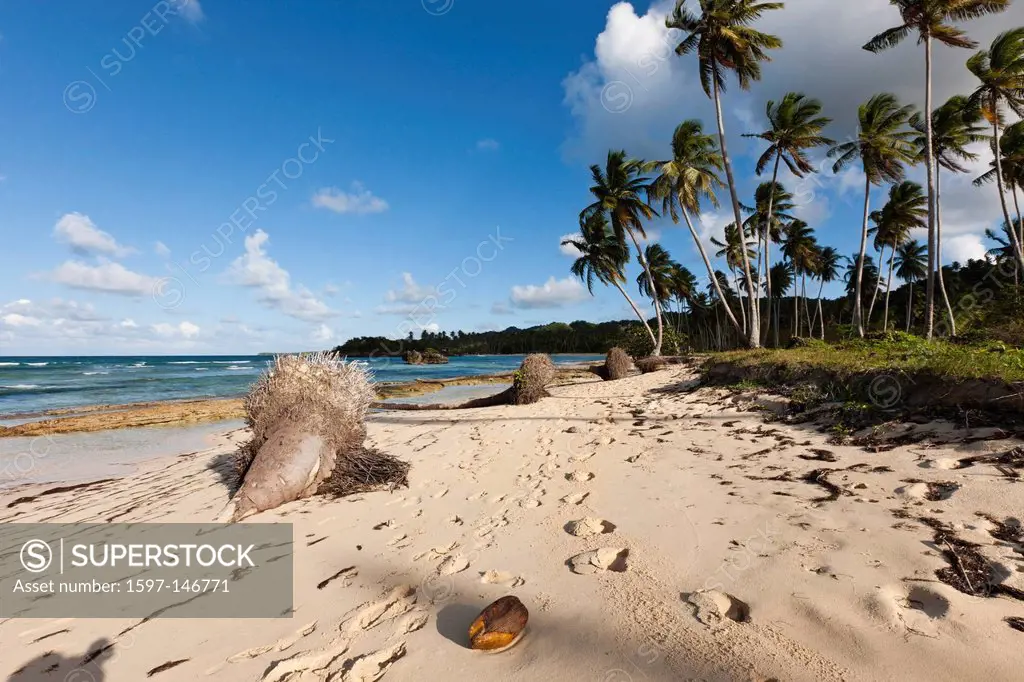 Playa, Rincon Beach, near Las Galeras, Samana Peninsula, Dominican Republic, Island, Islands, Beach, Sand, Palm, Palms, Tree, palmy, palm_lined, Sun, ...