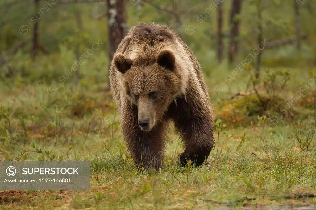 Europe, Scandinavia, Finland, wilderness, Wildlife, freedom, liberty, bear, wild animals, predators, animals, animal, omnivore, land predator, brown b...